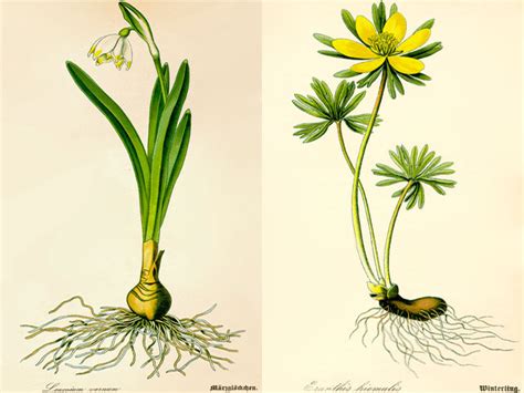 blumenlexikon mit bildern.